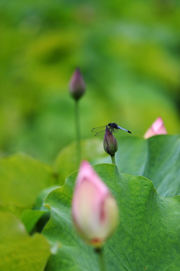 蜻蜓停在荷苞上。楊敏攝