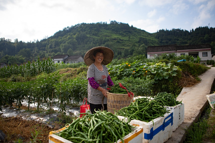 溶溪鎮柳水村村民臉上洋溢著豐收的喜悅。胡程攝
