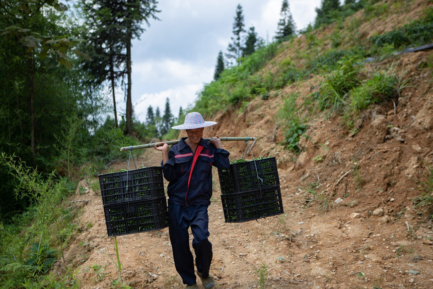 溶溪鎮羅家村村民滿載辣椒而歸。胡程攝