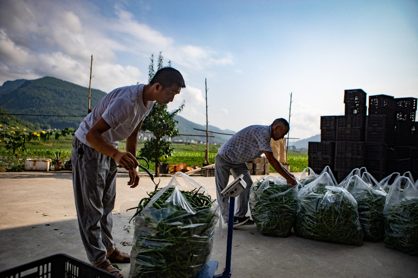溶溪鎮柳水村村民將辣椒稱重打包。胡程攝