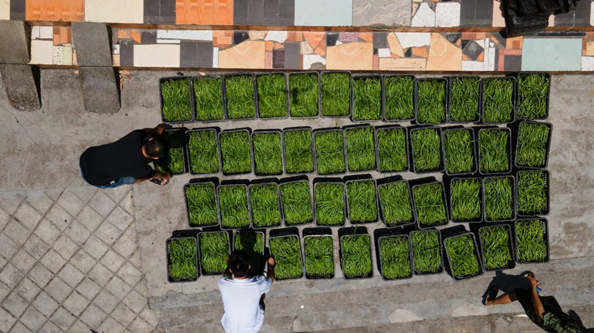 溶溪鎮晨光社區村民在銷售點搬運采摘的辣椒。胡程攝