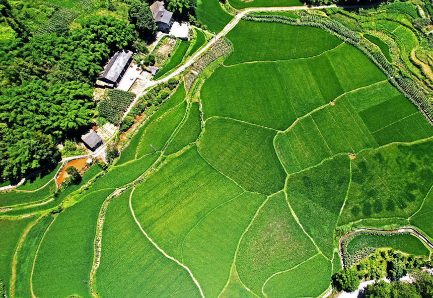 重慶涪陵青羊鎮興安村農作物豐收在望。黃河攝