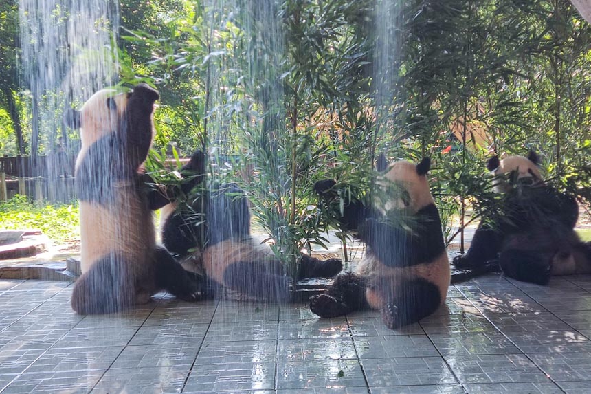 在熊貓館，新安裝了噴淋設施。重慶動物園供圖