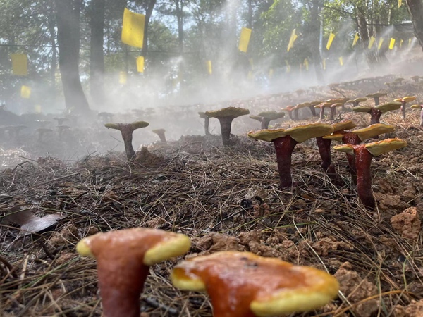 林下還原野生種植的靈芝。夏祥洲攝