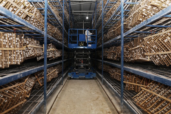 工作人員在蠶棚收蠶。中敖鎮產業辦供圖