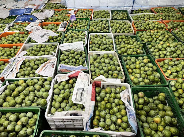 綦江奈李迎來豐收季。蔣海濤攝