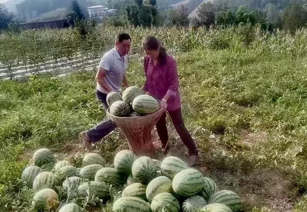 村民地里摘西瓜售賣?？椎缕紨z