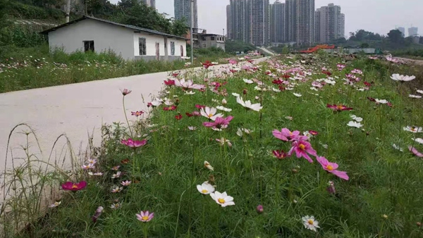 海棠村人居環境變美。界石鎮供圖
