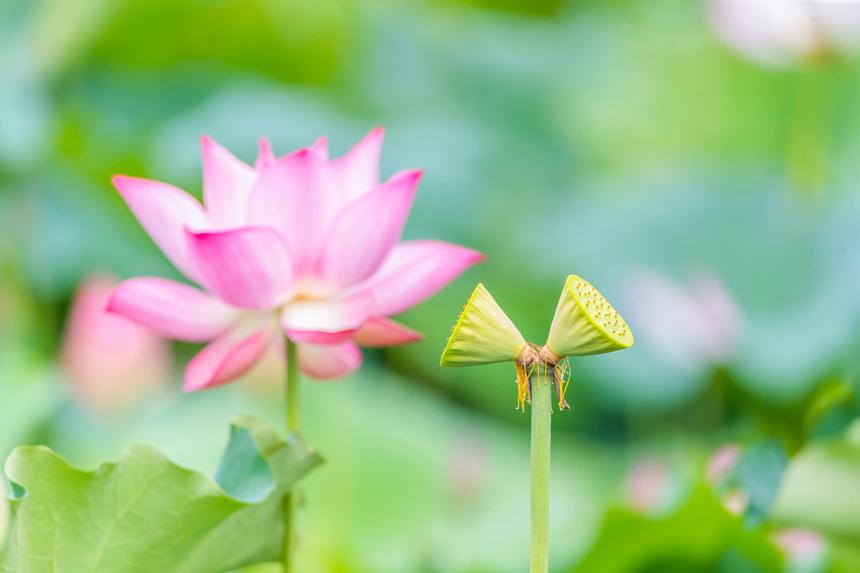 重慶市南川區大觀鎮中江村荷花園并蒂蓮。瞿明斌攝