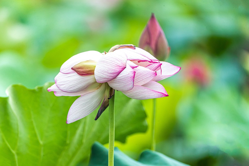 中江村荷花園并蒂蓮。瞿明斌攝