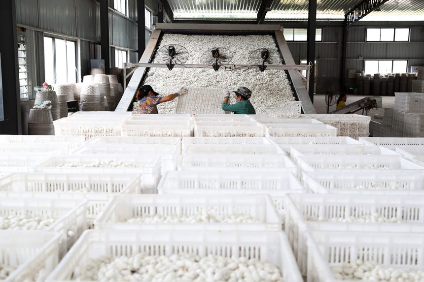 工人將烘烤好的夏蠶入庫。楊敏攝