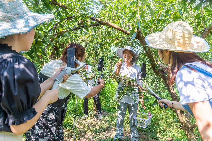 南川區豐巖鄉峰勝果園直播銷售李子。瞿明斌攝