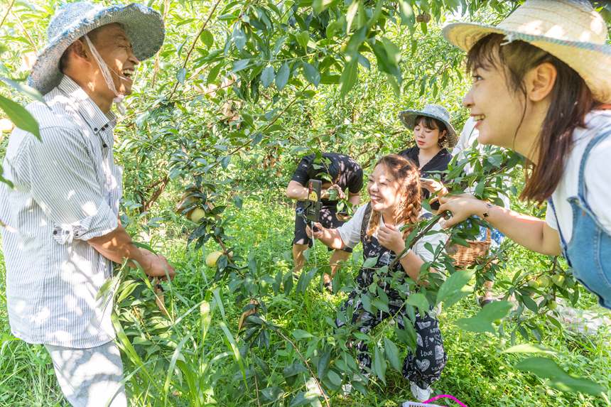 南川區豐巖鄉峰勝果園直播銷售李子。瞿明斌攝