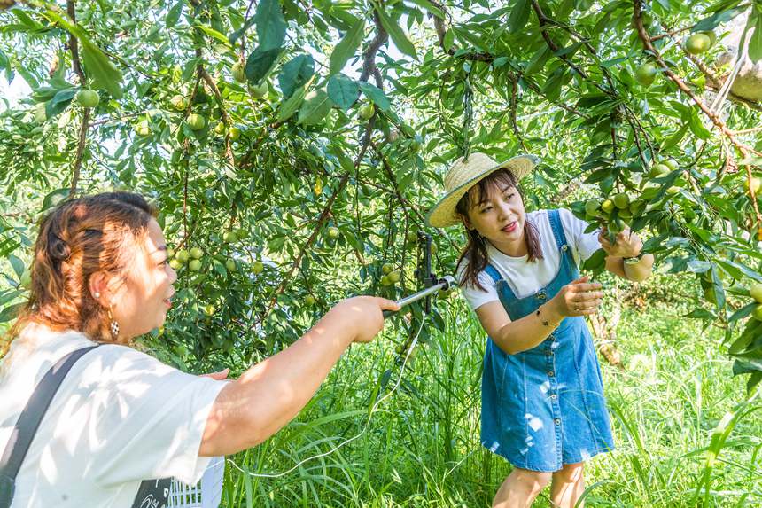 南川區豐巖鄉峰勝果園直播銷售李子。瞿明斌攝