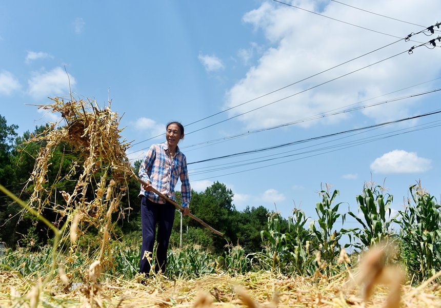 青羊鎮興園村村民在晾曬黃豆。黃河攝