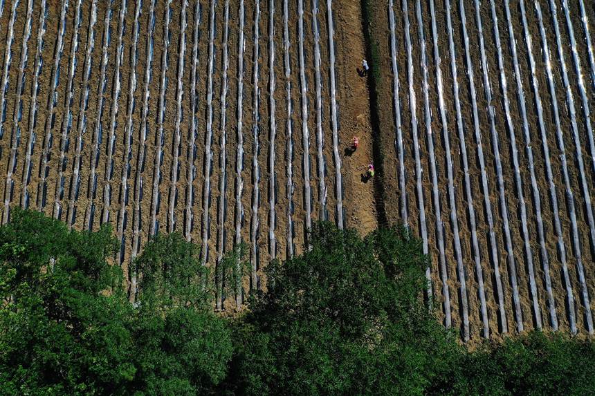 黔江區鵝池鎮方家村牧草種植基地。楊敏攝