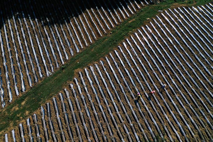 黔江區鵝池鎮方家村牧草種植基地。楊敏攝