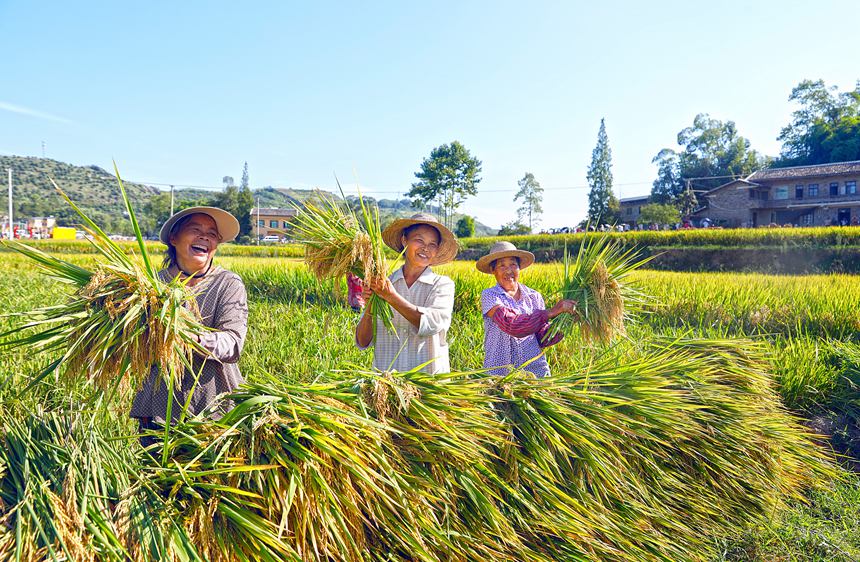 稻農曬豐收。熊偉攝