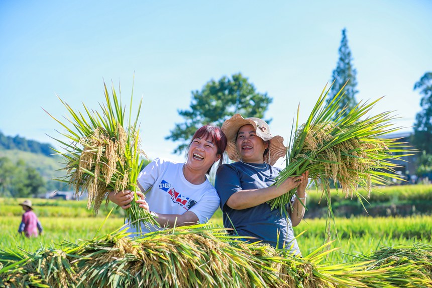 稻農曬豐收。熊偉攝