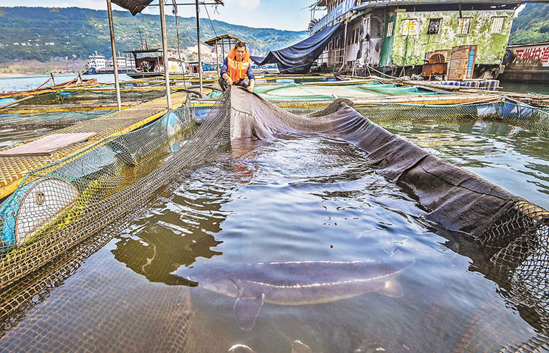長江上游珍稀特有魚類國家級自然保護區野化馴養基地，工作人員正在查看長江鱘生長情況。（攝于4月20日）首席記者 龍帆 攝/視覺重慶