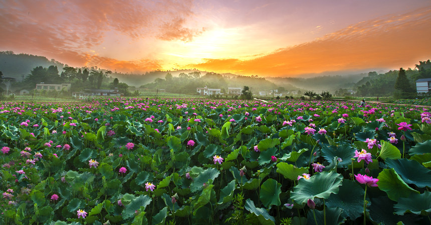 “十里荷棠·山灣時光”風光。大足區委宣傳部供圖
