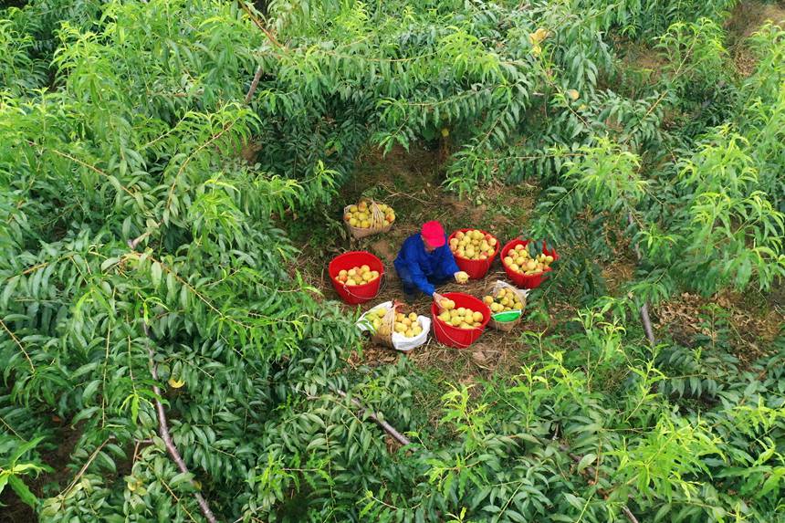 在重慶市黔江區濯水鎮烏楊社區黃桃基地，村民在分揀黃桃。楊敏攝