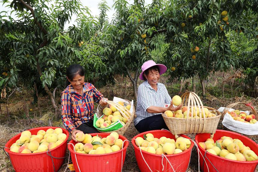在重慶市黔江區濯水鎮烏楊社區黃桃基地，村民在分揀黃桃。楊敏攝