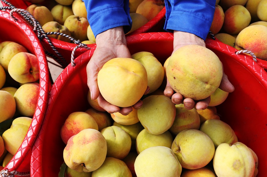在重慶市黔江區濯水鎮烏楊社區黃桃基地，村民在分揀黃桃。楊敏攝