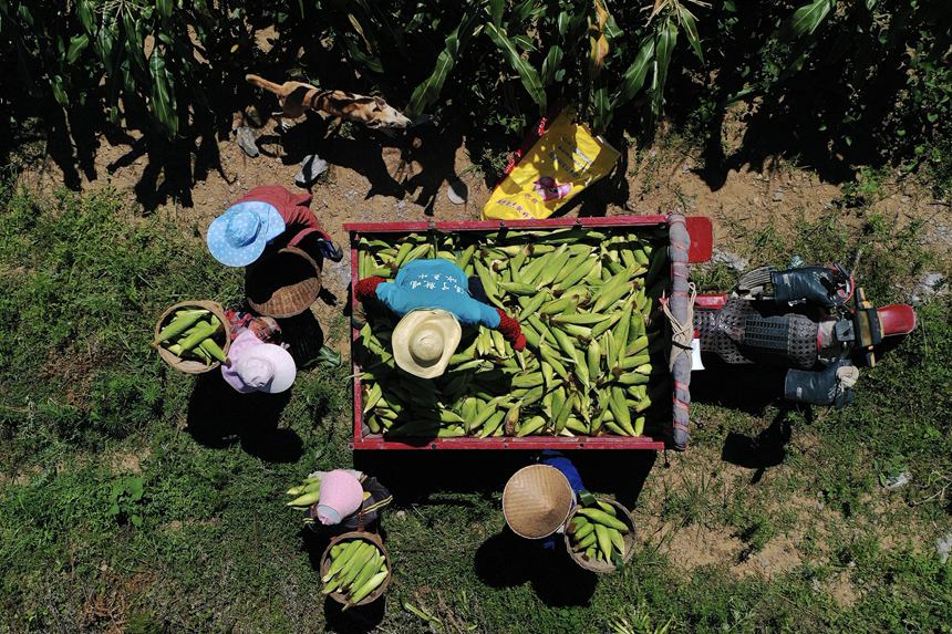 村民在采收水果玉米。楊敏攝