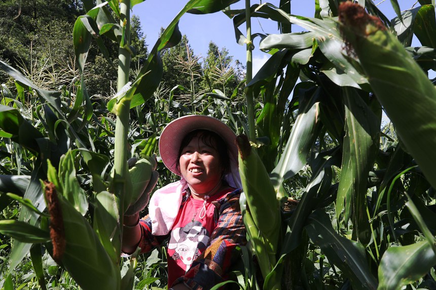 村民在采收水果玉米。楊敏攝