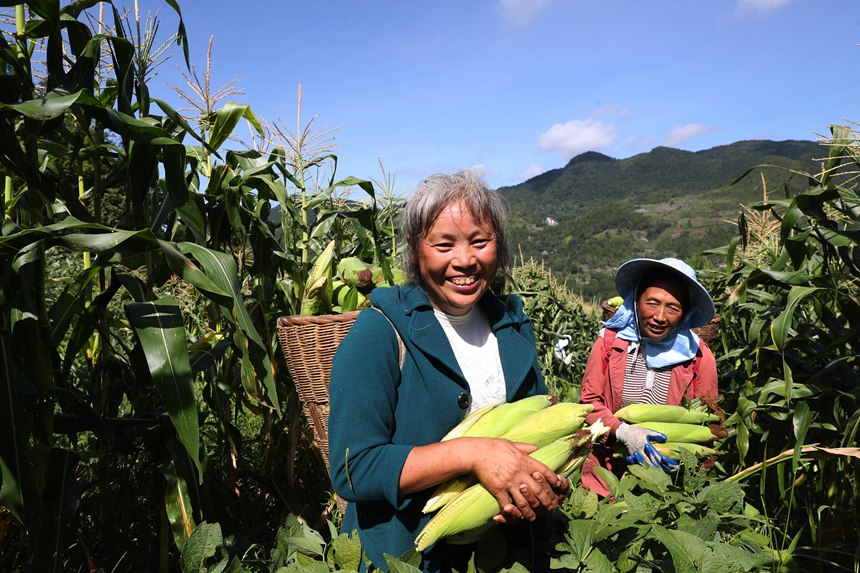 村民在采收水果玉米。楊敏攝