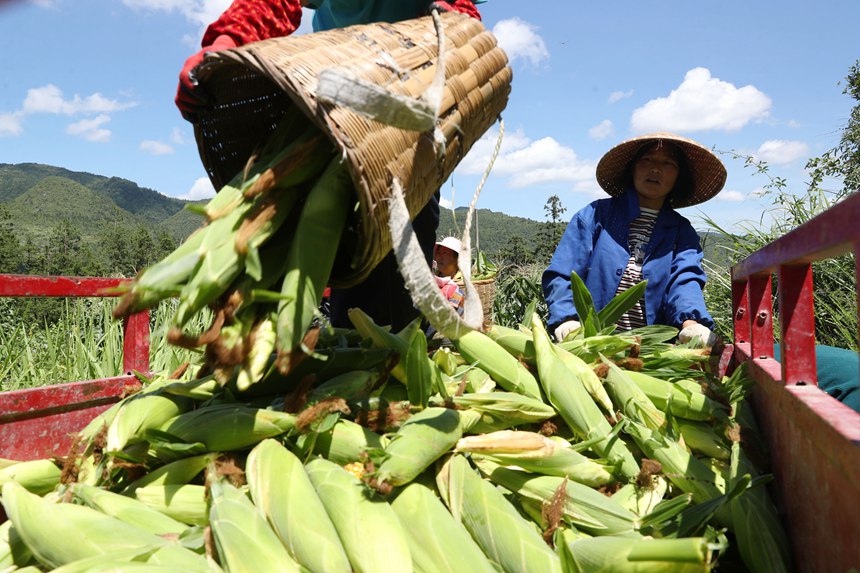 村民在采收水果玉米。楊敏攝