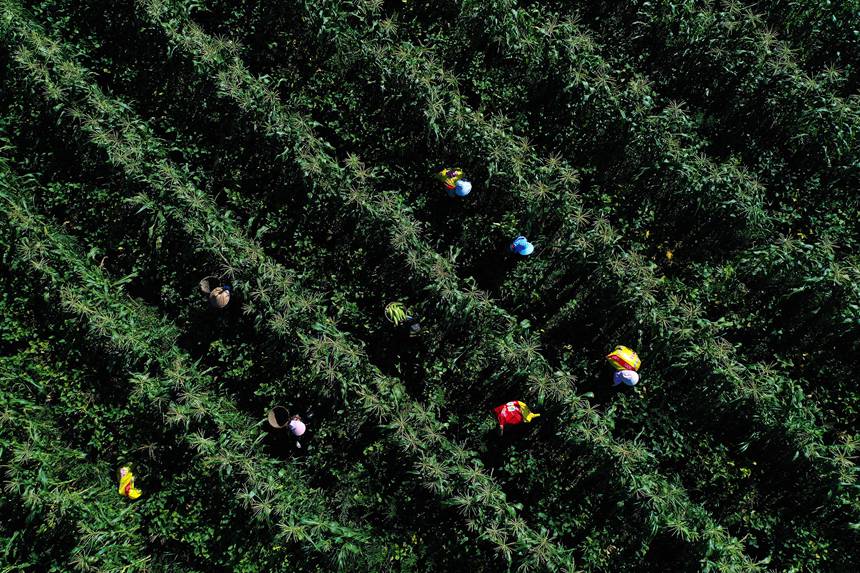 蒼嶺鎮太和村玉米復合種植基地。楊敏攝
