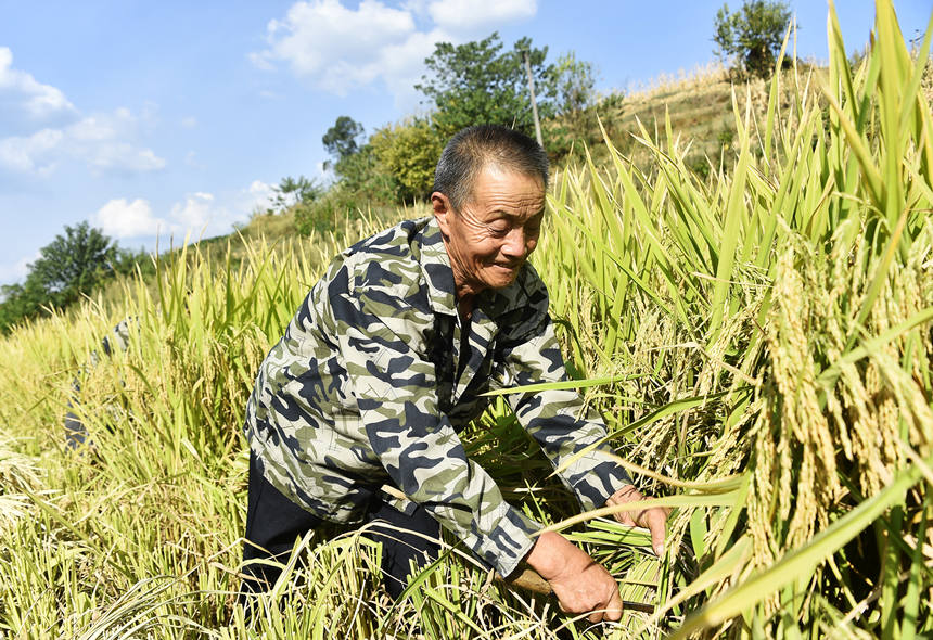 豐收了，村民笑哈哈。黃河攝