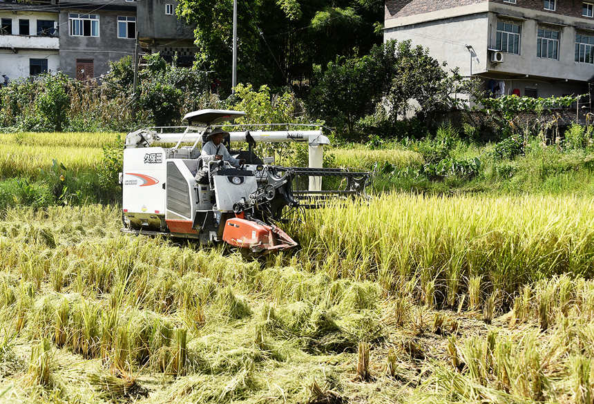 機器收割稻谷。黃河攝