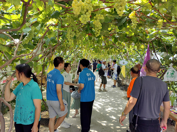黔江區首屆葡萄云采摘節活動現場。黔江區委宣傳部供圖