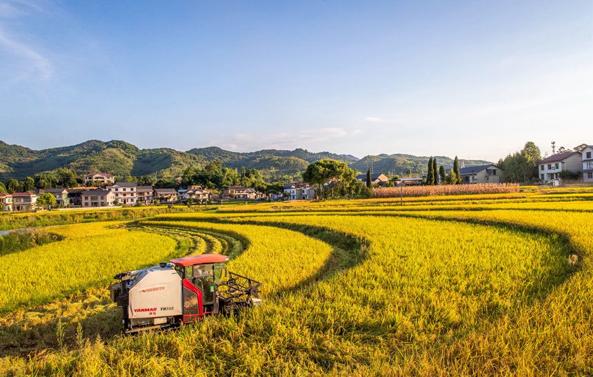 收割機在搶收稻谷。瞿明斌攝