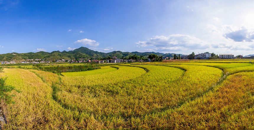 收割機在搶收稻谷。瞿明斌攝