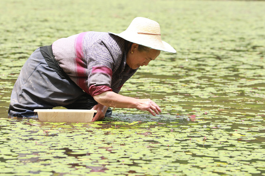 村民在田間采摘莼菜。趙軍攝