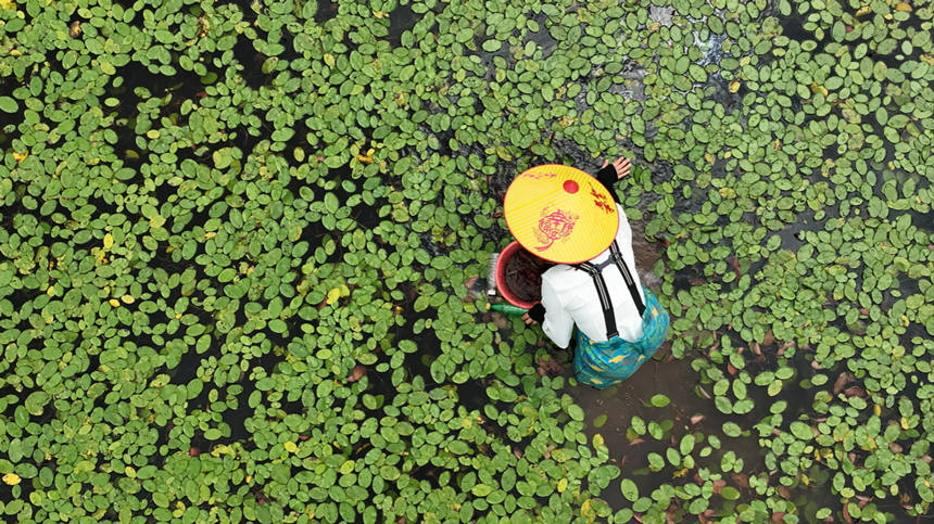 村民在田間采摘莼菜。趙軍攝