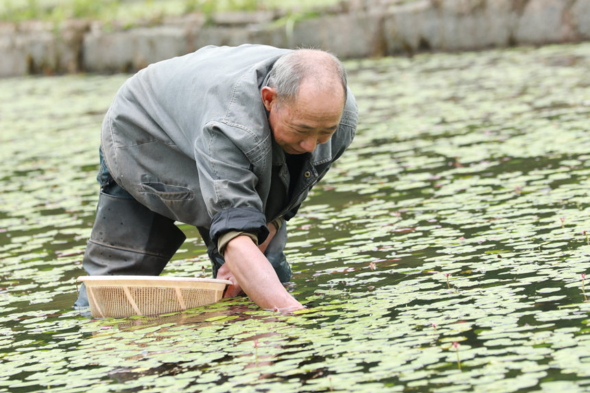 村民在田間采摘莼菜。趙軍攝