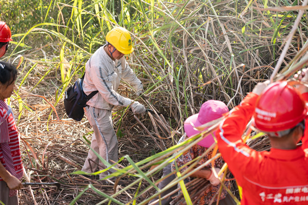 8月14日，國網重慶市電力公司員工與潼南區小渡鎮黨員干部、護林員一起清理易燃物、障礙物。李旭攝