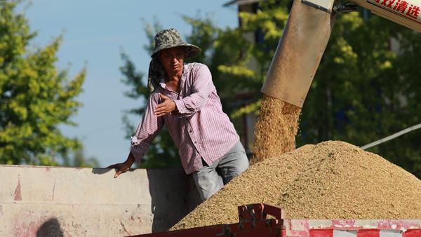 收割水稻。趙軍攝