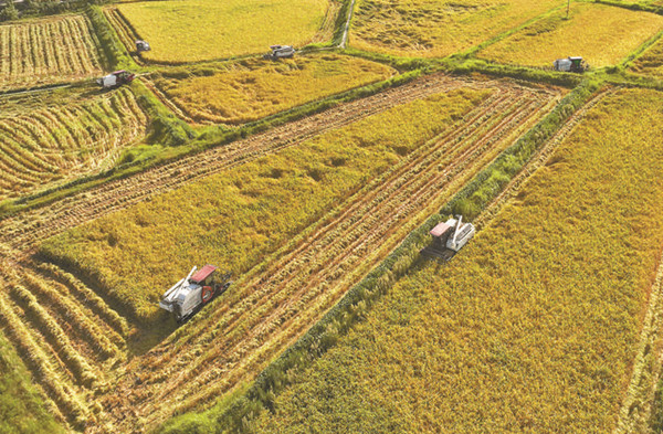 收割稻谷。廣安市委宣傳部供圖
