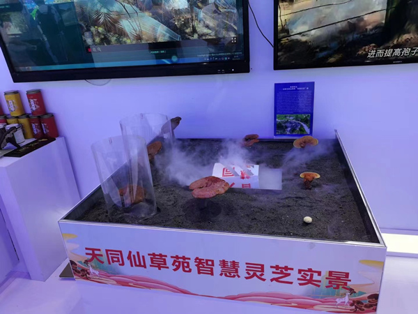 智慧靈芝項目。蔣海濤攝