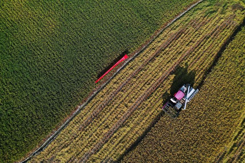 收割機在重慶市黔江區小南海鎮大路社區收割稻谷。楊敏攝
