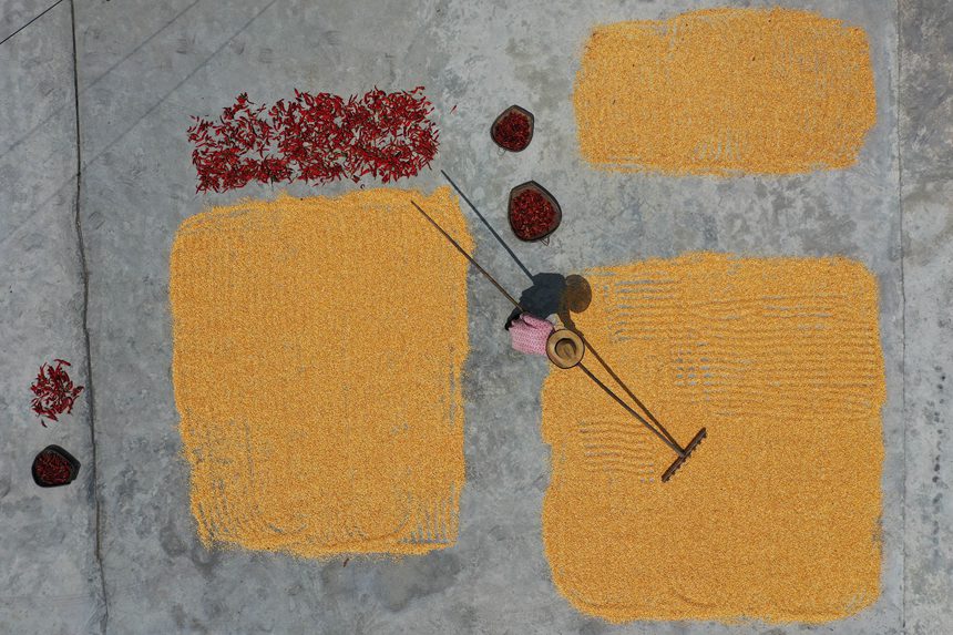 黔江區沙壩鎮三臺村村民在晾曬玉米。楊敏攝