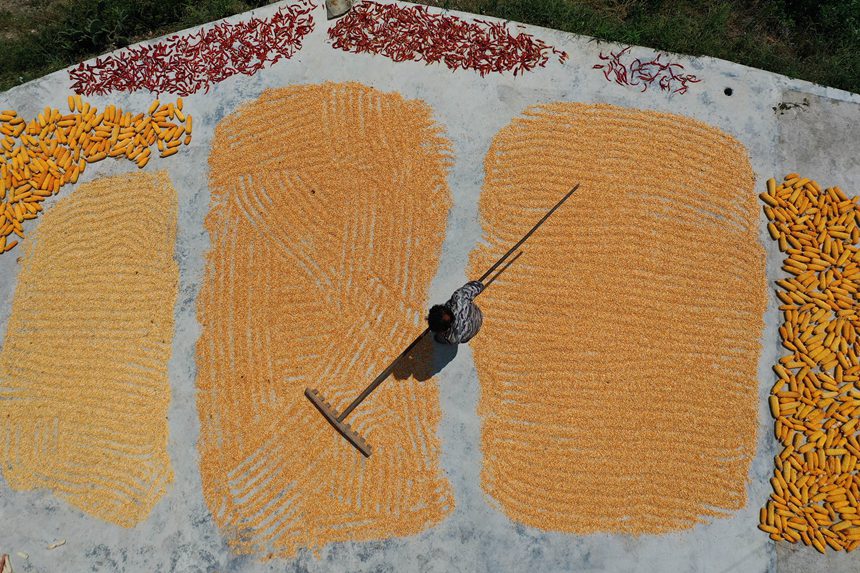 黔江區沙壩鎮三臺村村民在晾曬玉米。楊敏攝