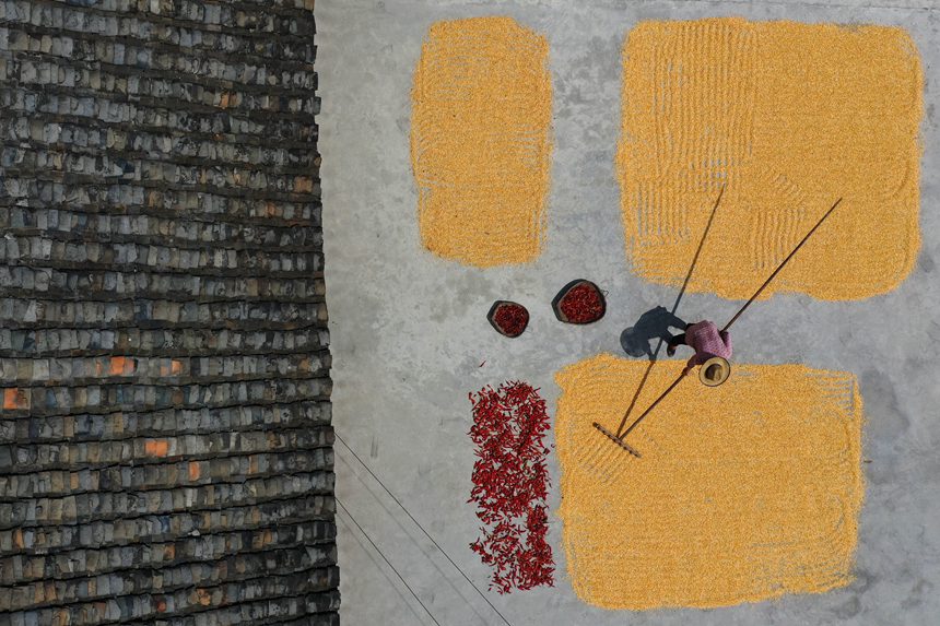 黔江區沙壩鎮三臺村村民在晾曬玉米。楊敏攝