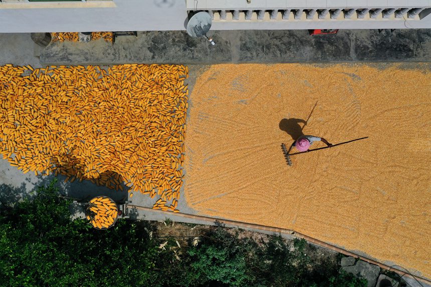 黔江區沙壩鎮三臺村村民在晾曬玉米。楊敏攝